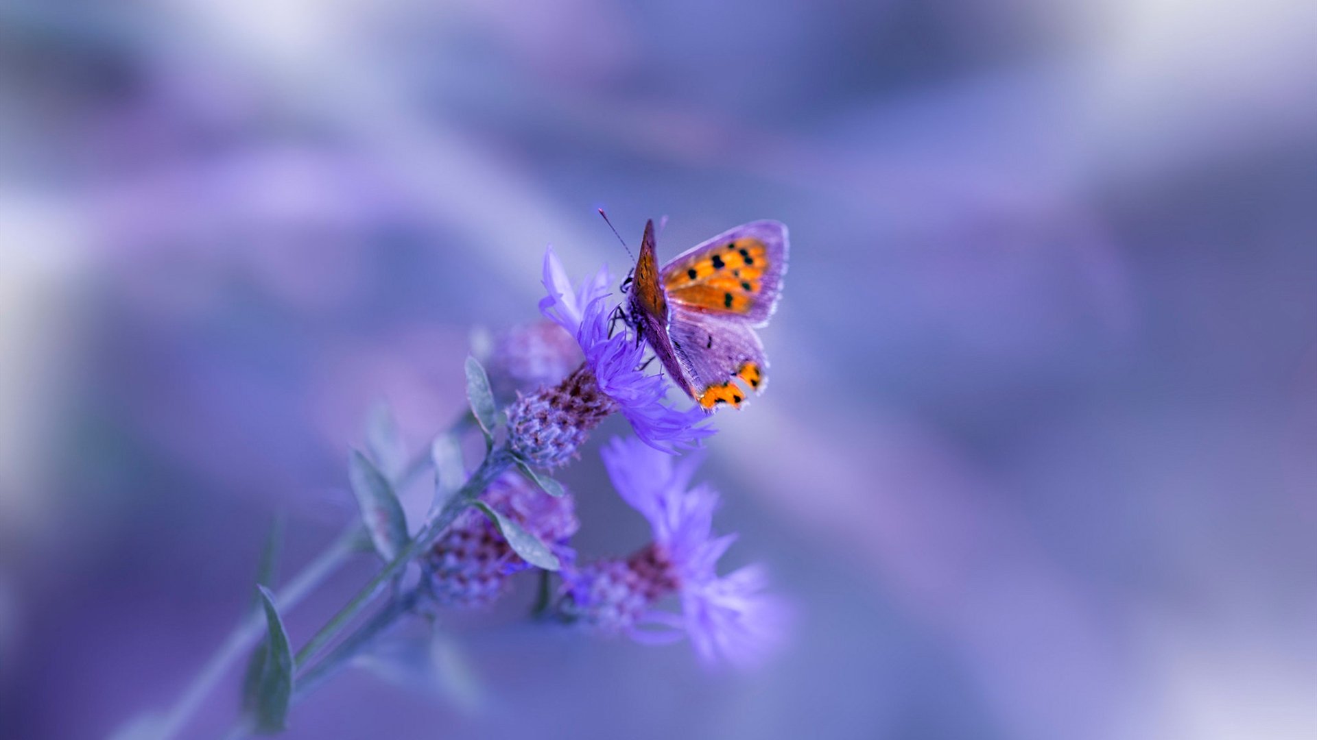 爱游戏官网-中国女篮在国际热身赛中不断进步，中国女篮热身比赛