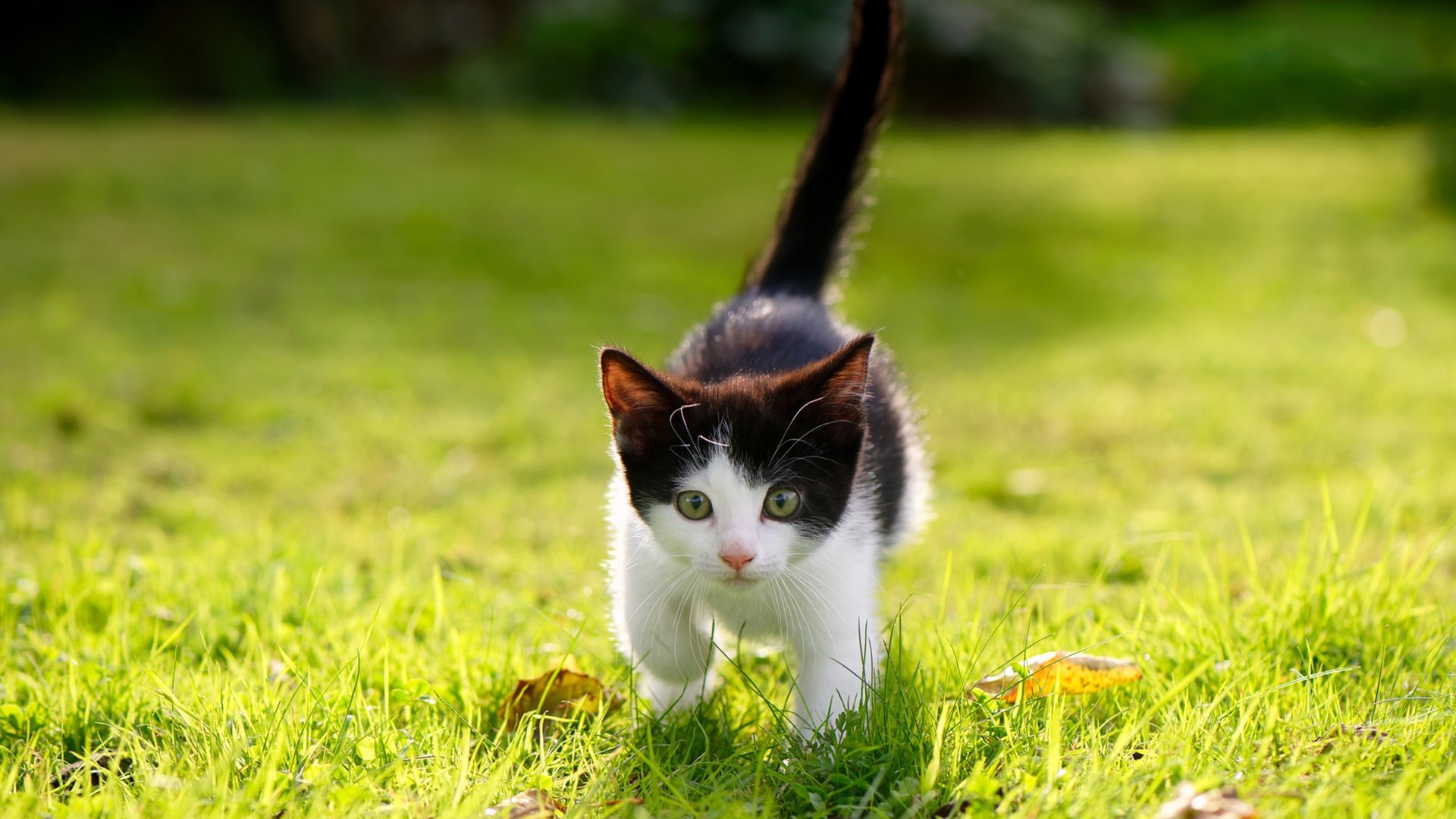 加拿大女子队整体体能储备充足,加拿大女子田径