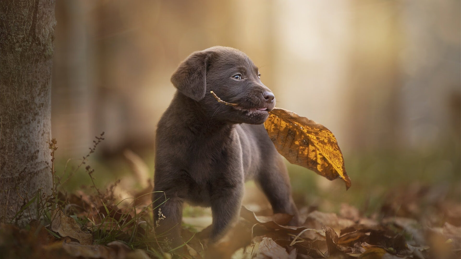 爱游戏官网-搏击项目设立青少年安全体验专区，青少年搏击比赛视频