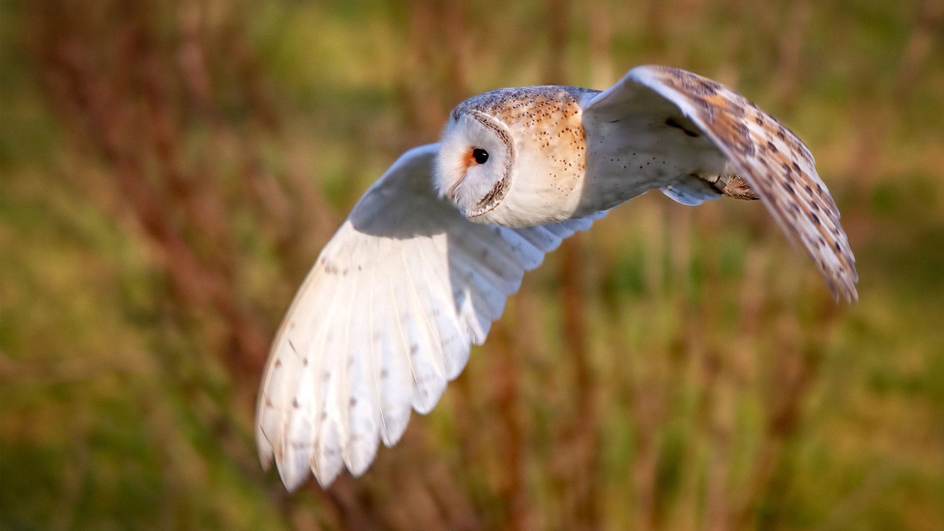 新加坡队在国际乒联混合团体世界杯上的出色表现分析,新加坡乒乓球对