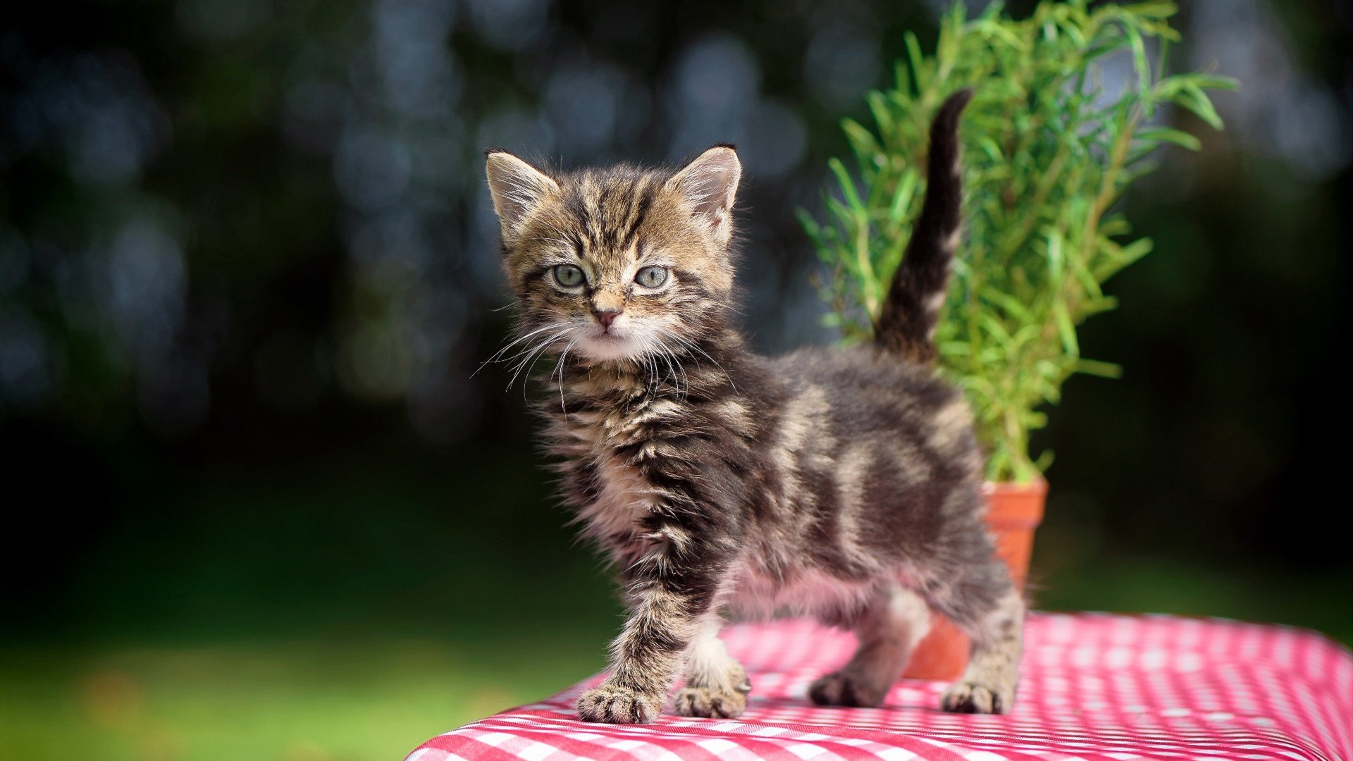 足球数据人才短缺制约决策效率