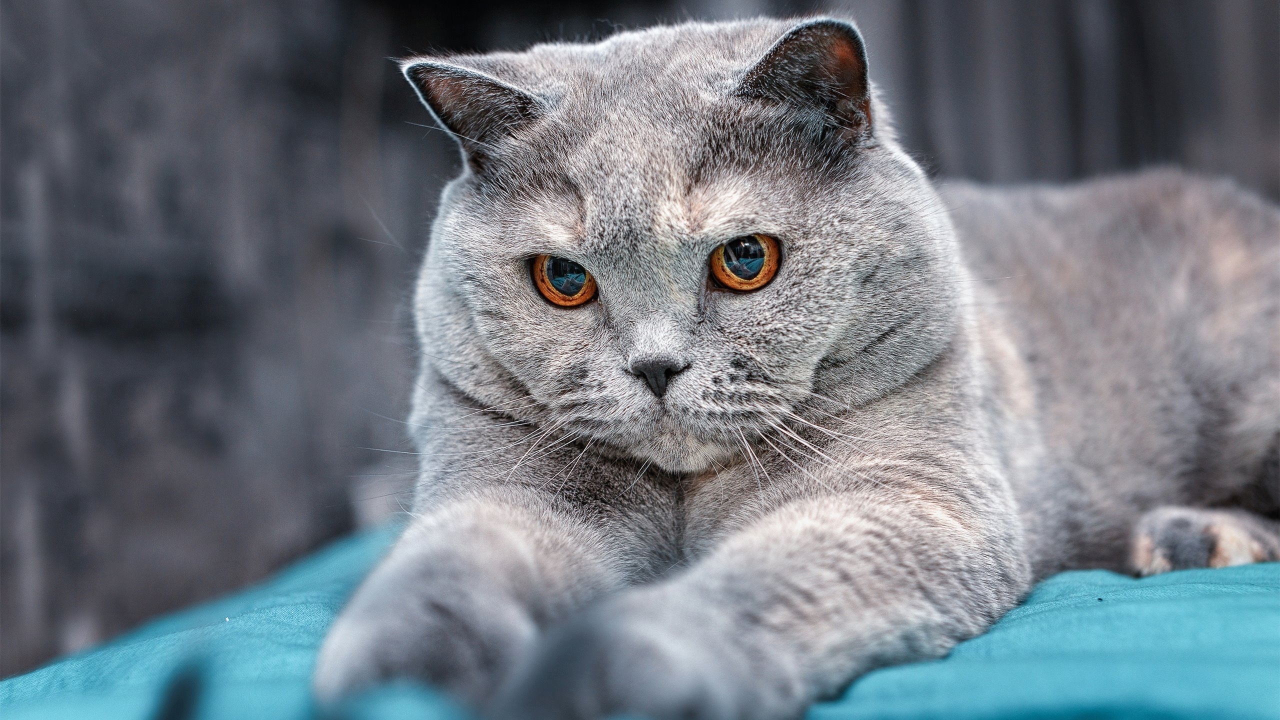 爱游戏体育app-丁俊晖称赞对手技战术安排成熟，丁俊晖与高手交手记录