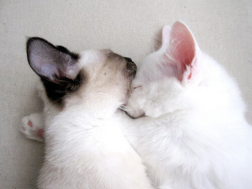 仰泳技术细腻希腊选手晋级前八,仰泳的比赛规则