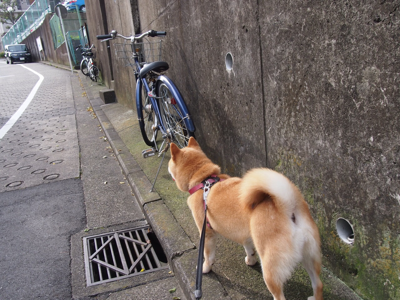图穆亚通过精准的传球与突破,打破对手防线,穆拉德忠·图伊奇耶夫