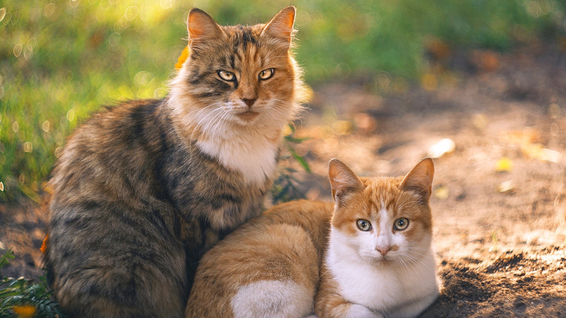 爱游戏官网-德甲逆袭奇迹：奇迹战编织壮丽篇章，奇迹德一费斩杀