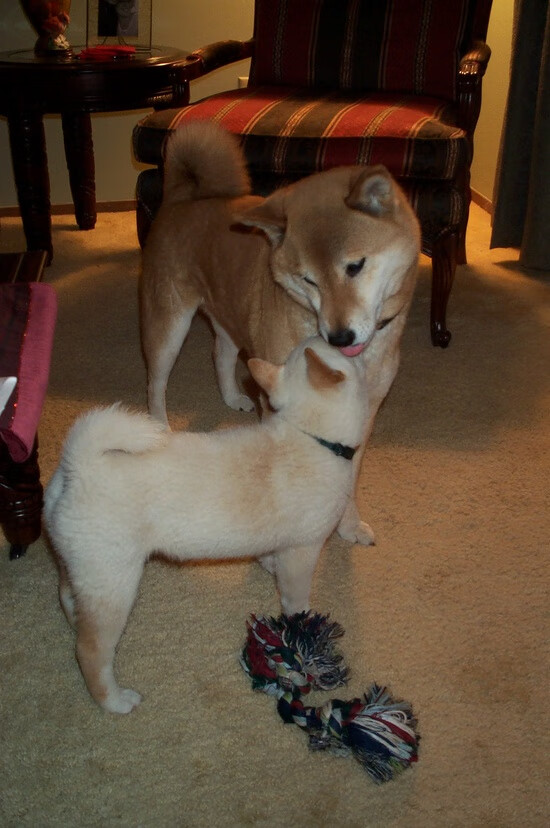 某俱乐部建成新球场,提升观赛体验,某俱乐部建成新球场,提升观赛体验能力