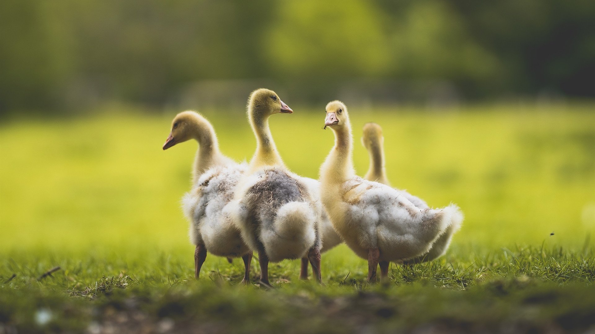 法甲激烈对攻:场面火热,精彩连连,法甲集锦
